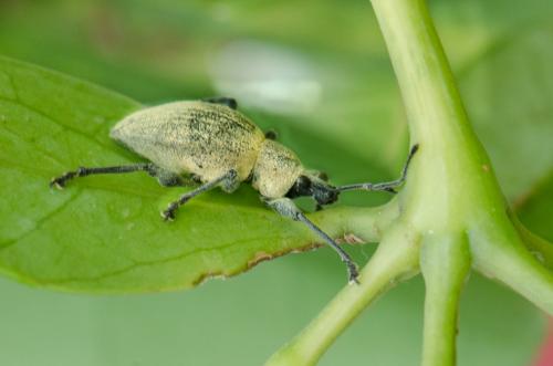 Otiorhynchus sp.